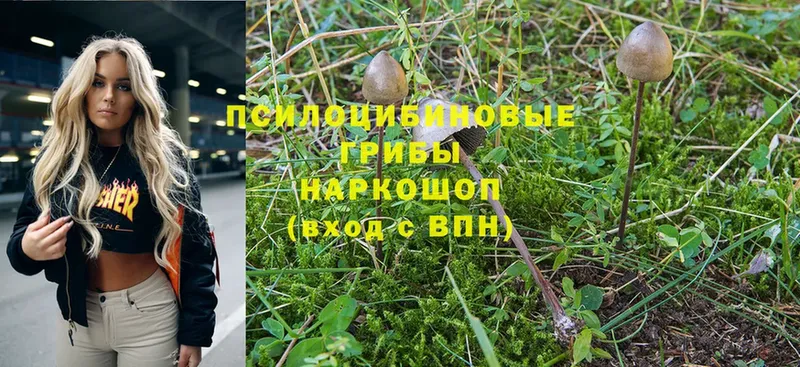 Псилоцибиновые грибы Magic Shrooms  дарнет шоп  Всеволожск 